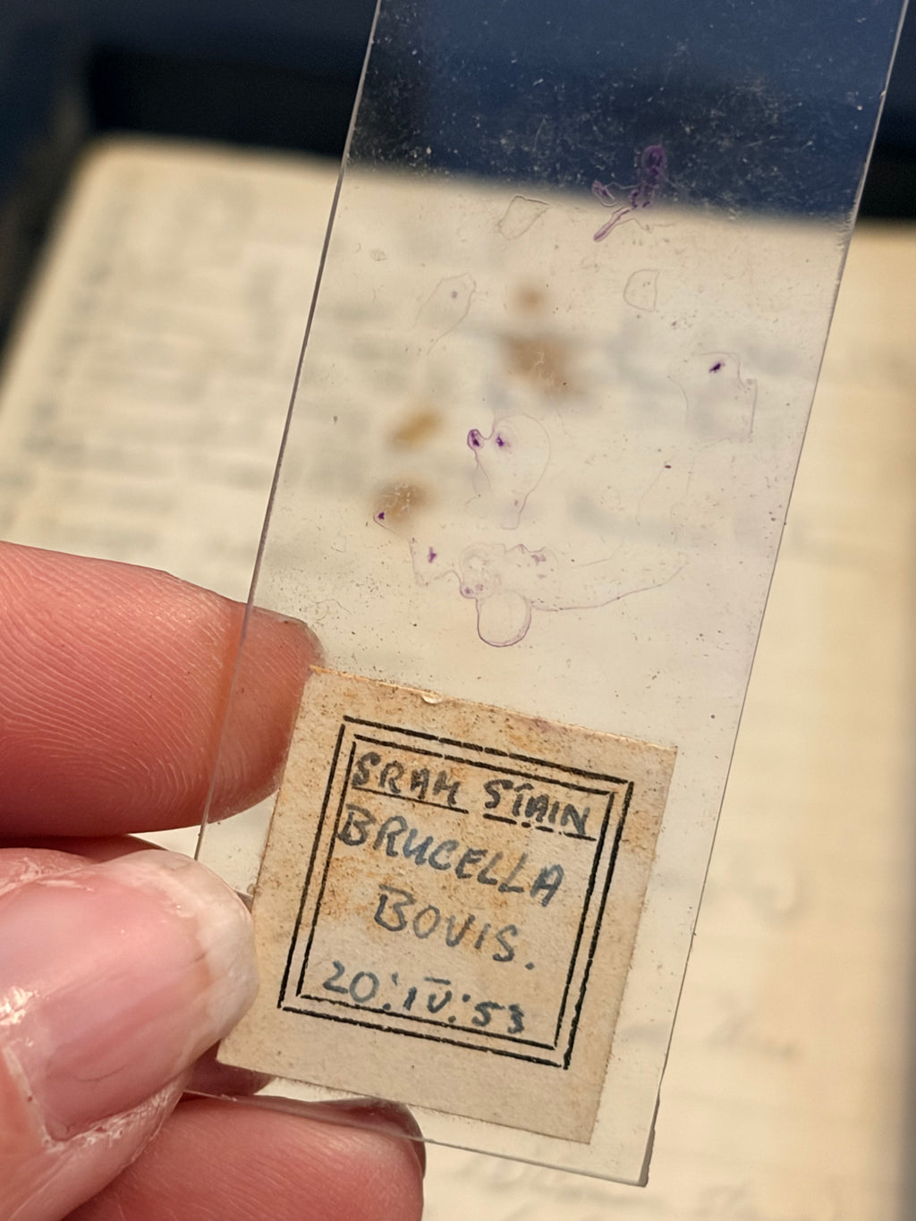 Antique Microscope Preparations - pathology slides