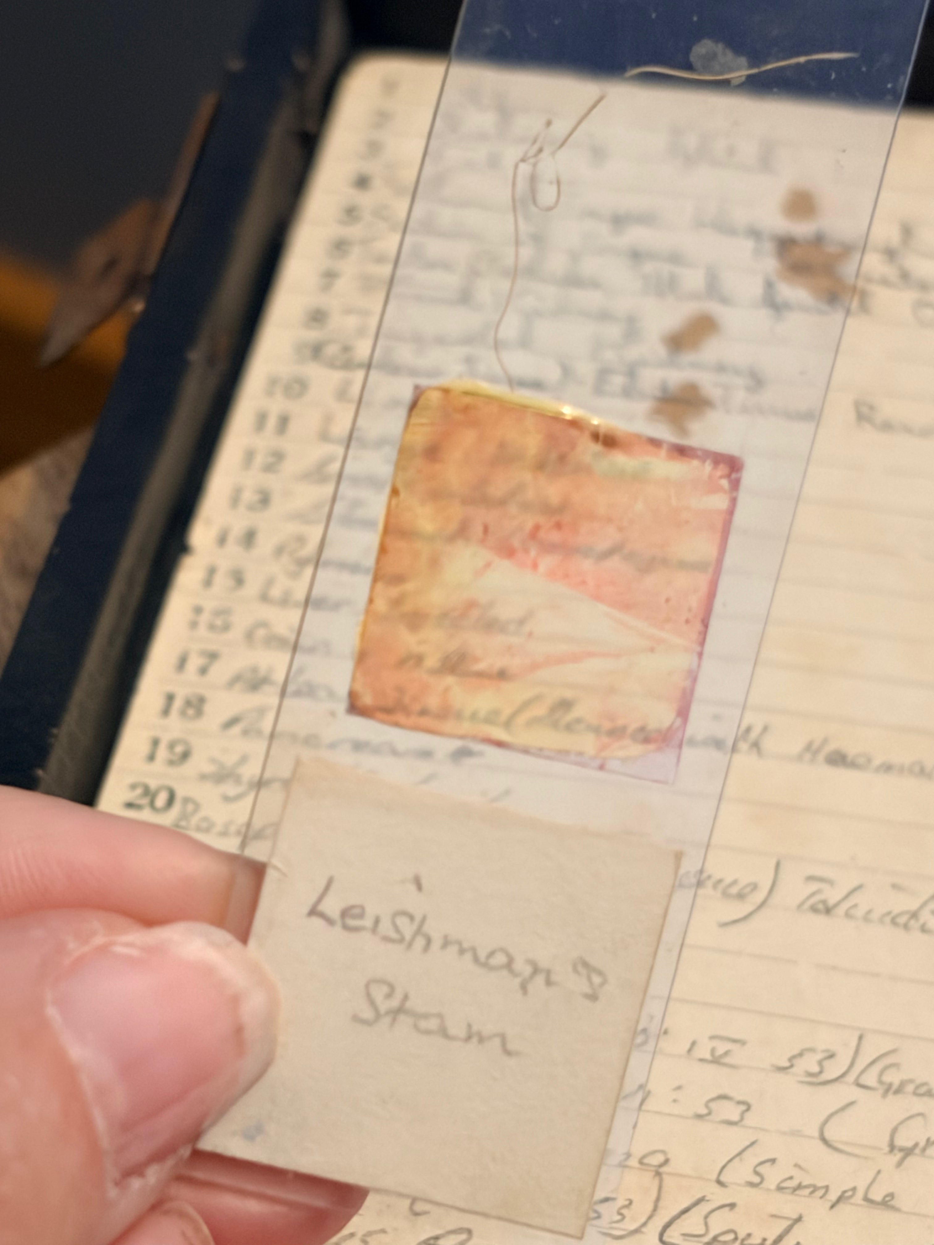 Antique Microscope Preparations - pathology slides