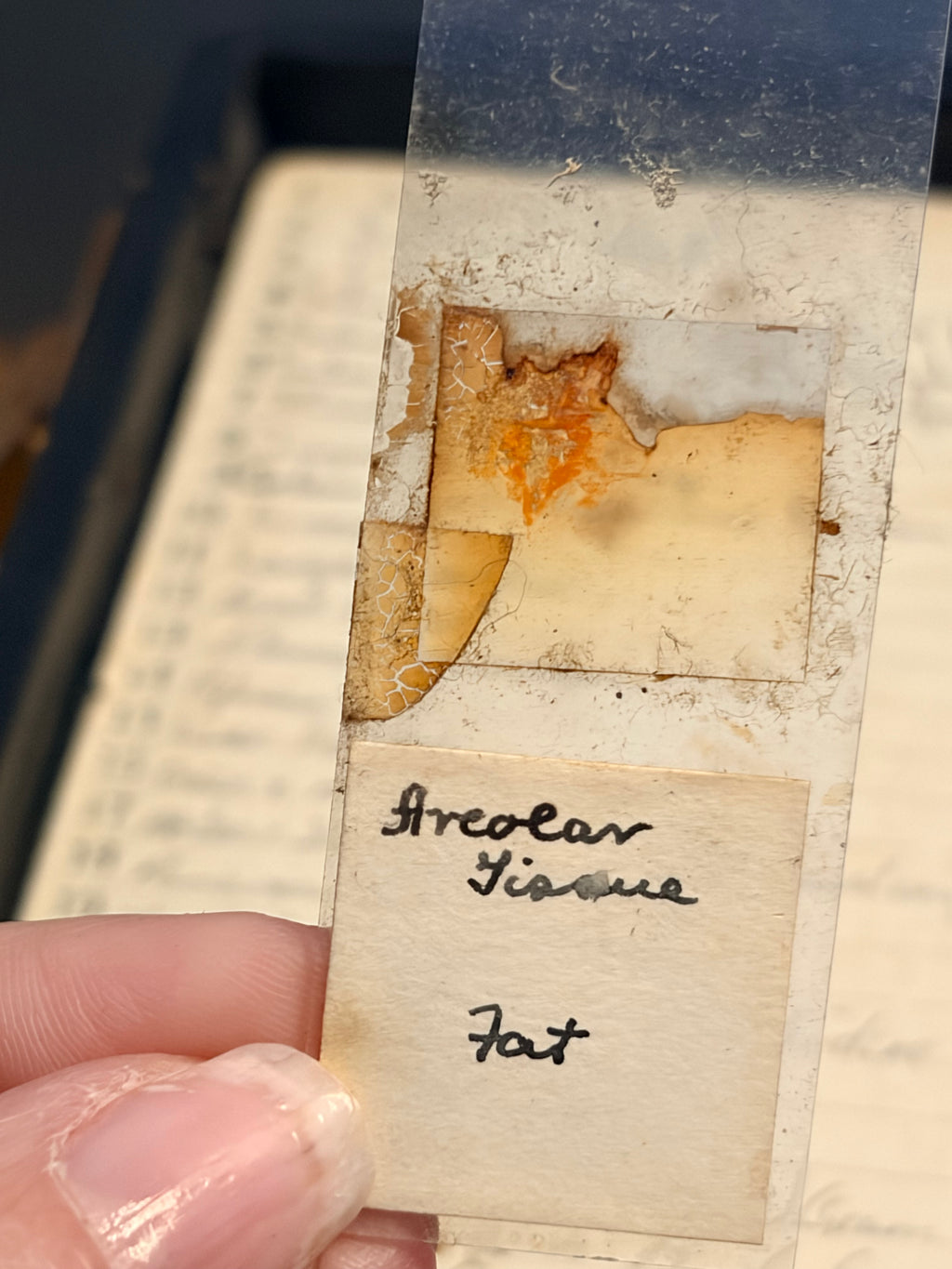 Antique Microscope Preparations - pathology slides